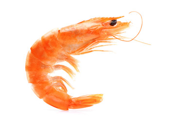 Canvas Print - Shrimp on white background