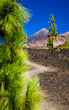 Kanarische Kiefern (Pinus canariensis) mit dem Vulkan Teide im Hintergrund	

