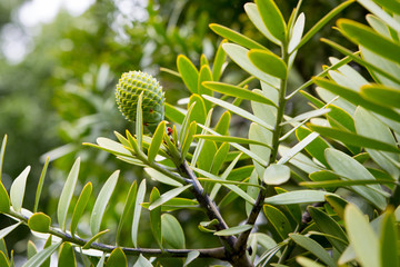 A young kauri tree with a new cone forming in the springtime