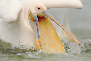 Wall Mural - White pelican´s open beak