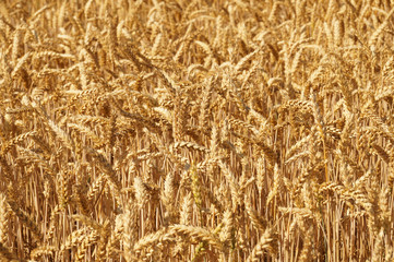 Close-up on ripe wheat ears waiting for harvest.