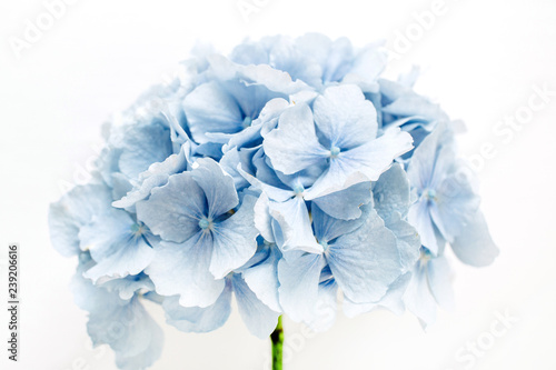Blue hydrangea flower on white background. Tableau sur Toile