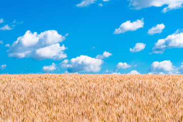 Wall Mural - Wheat field and blue sky with clouds