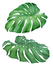 Set Of Green Tropical Jungle Leaves Of Monstera Deliciosa (Swiss Cheese Plant, Mexican Breadfruit, Monstereo). Hand Drawn Watercolor Painting Illustration Isolated On White Background.