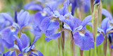 beautiful blue irises blooming in the summer park or in the garden