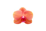 Orange orchid isolated on white background.