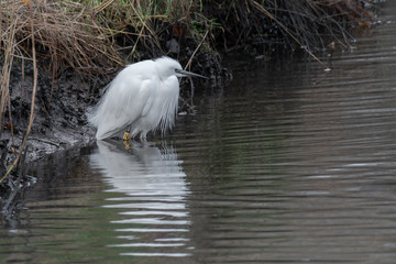 Aufkleber - Close up of an egret fishing. It is standing in the water looking for its prey. There is a reflection in the water