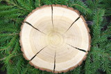 Fototapeta  - Przekrój pnia drzewa, jako podkładka do dekoracji - słoje - na tle gałązek świerkowych