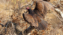 Bird Turkey Vulture Take-off From Tree Limb Perch