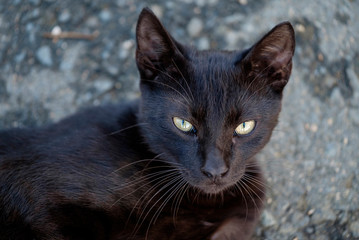 Portrait of a beautiful black cat 4