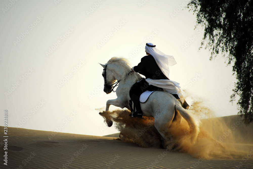 arabian horse and rider - obrazy, fototapety, plakaty 