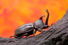 Beetles : Japanese Rhinoceros Beetle (Allomyrina Dichotoma) Or Japanese Horn Beetle (or Kabutomushi, Kabuto Is Japanese For Samuai Hemlet, And Mushi Is Insect) In Nature.
