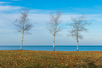 Wall Mural - Three Bare Trees along the Shore of Lake Michigan in Chicago