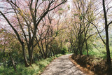 Fototapeta Sawanna - The small concrete road in Wild Himalayan Cherry tree tunnel with blue sky and cloud background. Thai sakura blooming during winter in Khun wang, Chaing mai,Thailand