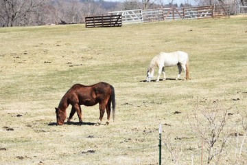 Two Grazing Horses