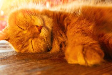 Wall Mural - Beautiful red cat sleeping on the wooden floor, closeup