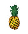 The lone color of ripe pineapple on a white background. Vector illustration.