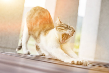 Wall Mural - yawning young cat