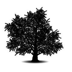 Wall Mural - silhouette detached tree with leaves