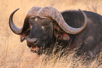 Wall Mural - African cape buffalo in Kruger National Park, South Africa