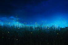 Firefly On A Grass Field At Night