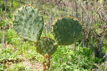 Cactus Pads That Look Like Mickey Mouse Ears