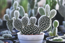 Close Up Of Cactus Plants In The Pot