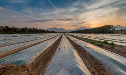 Wall Mural - Morning view on field with cultured seeds and young plants of corn covered by plastic film against bird. Advanced agriculture in desert areas of the Middle East