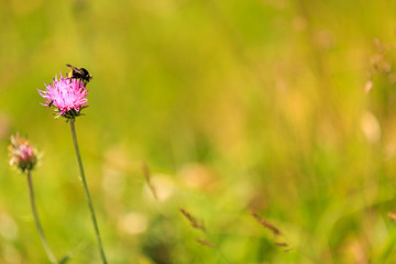 Canvas Print - Fotobuch Hintergrund Wiese