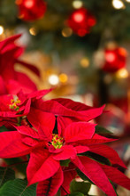 Red Poinsettia (Euphorbia Pulcherrima), Christmas Star Flower. Festive Red And Golden Holiday Background With Christmas Tree.