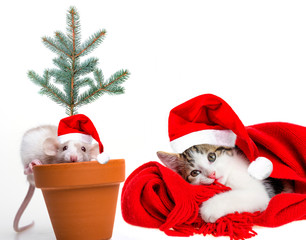 Wall Mural - cute little mouse and cat with santa caps - white background