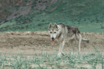  Dog guide in the Altai mountains
