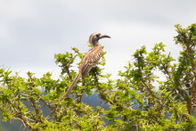 African Gray Hornbill Bird With Long Curved Bill On Top Of Acacia Thorn Tree At Serengeti In Tanzania, East Africa