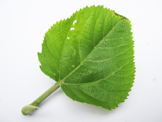 Wall Mural -  Leaves, Foliage and Green Nature  