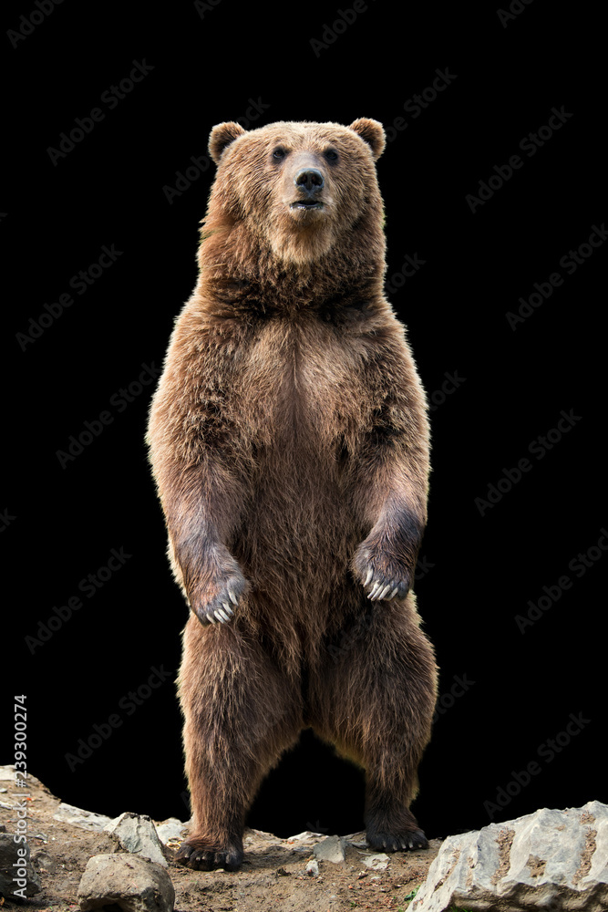 Big brown bear standing on his hind legs - obrazy, fototapety, plakaty 