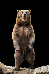 Sticker - Big brown bear standing on his hind legs