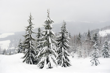 Canvas Print - Winter landscape with snow covered trees