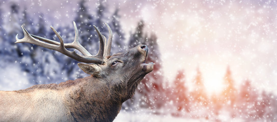 Fototapete - Deer on winter background