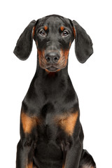 Canvas Print - Close-up portrait of a young Doberman Pinscher