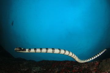 Wall Mural - Banded Sea Snake 