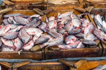 Fish on fish market in a Hurghada city, Egypt