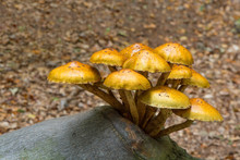 Yellow Mushrooms On A Tree