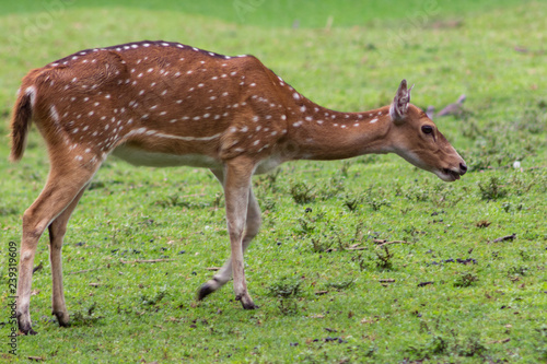 Fotografie, Obraz deer in natural habitat walking on the green grass