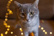 Beautiful Cat (gray With Beige) On The Background Of Lights And Tangerines (Christmas Romantic Mood)