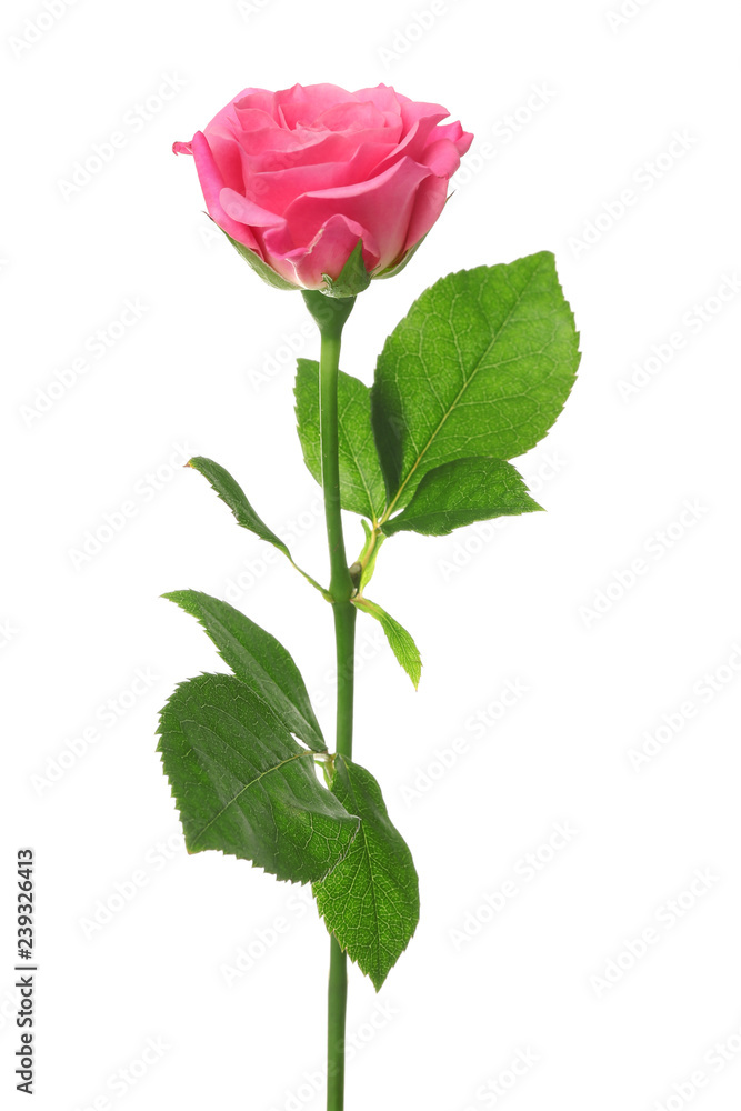 Beautiful pink rose on white background