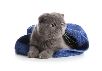 Cute cat with towel on white background