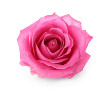 Beautiful Pink Rose On White Background