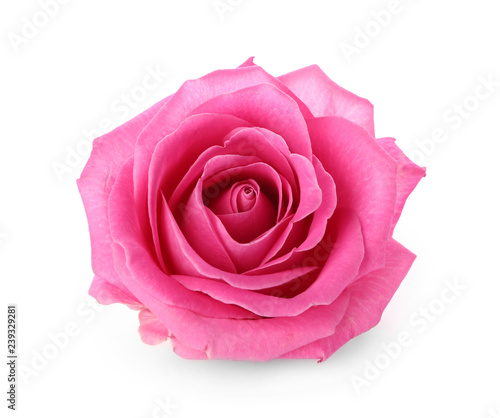 Fotografía Beautiful pink rose on white background