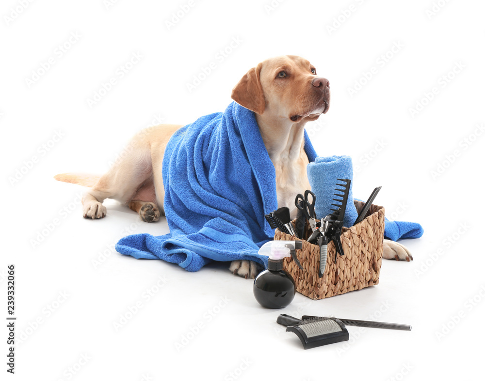 Cute Labrador Retriever dog and set for grooming on white background - obrazy, fototapety, plakaty 