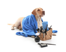Cute Labrador Retriever Dog And Set For Grooming On White Background